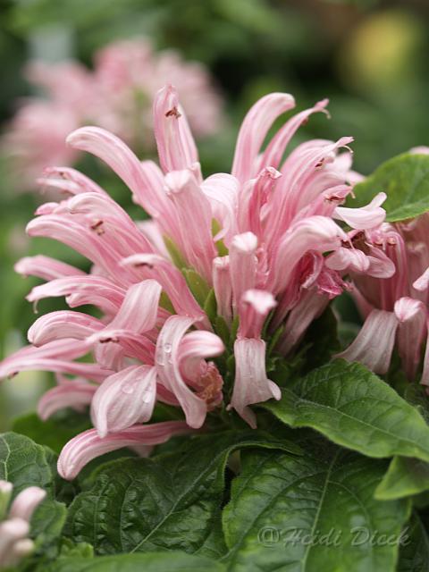Justica carnea.JPG